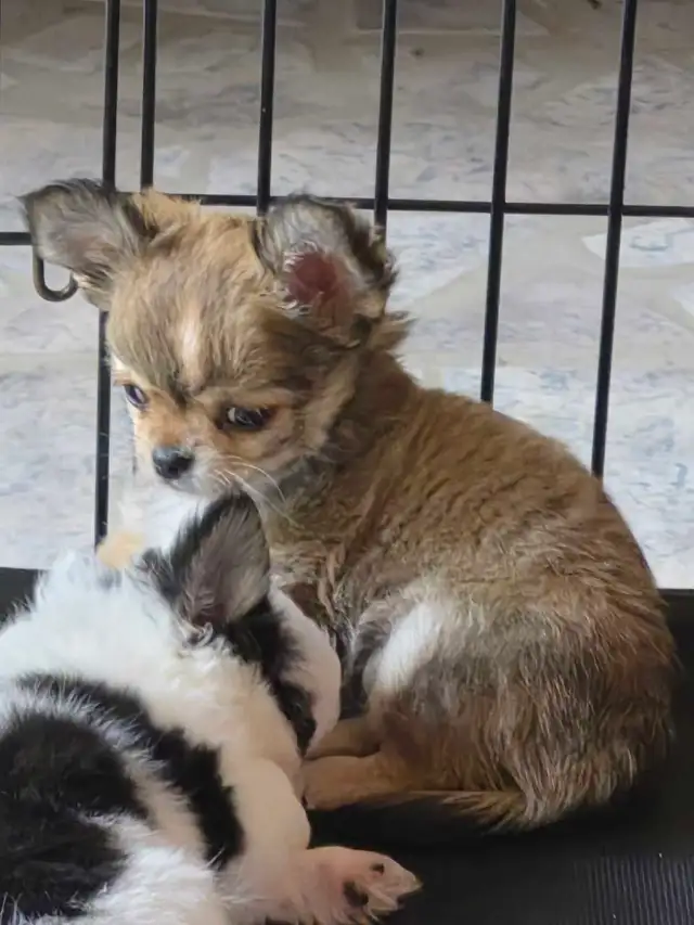 chihuahua mâle enr. CKC