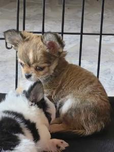 chihuahua mâle enr. CKC