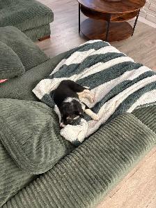 free puppy