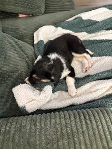 free puppy - Photo 2