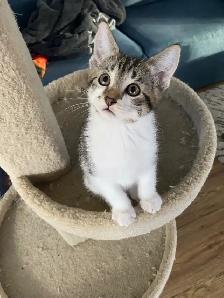 Cute Kittens