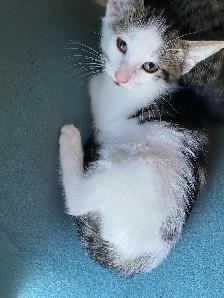 Cute Kittens - Photo 3
