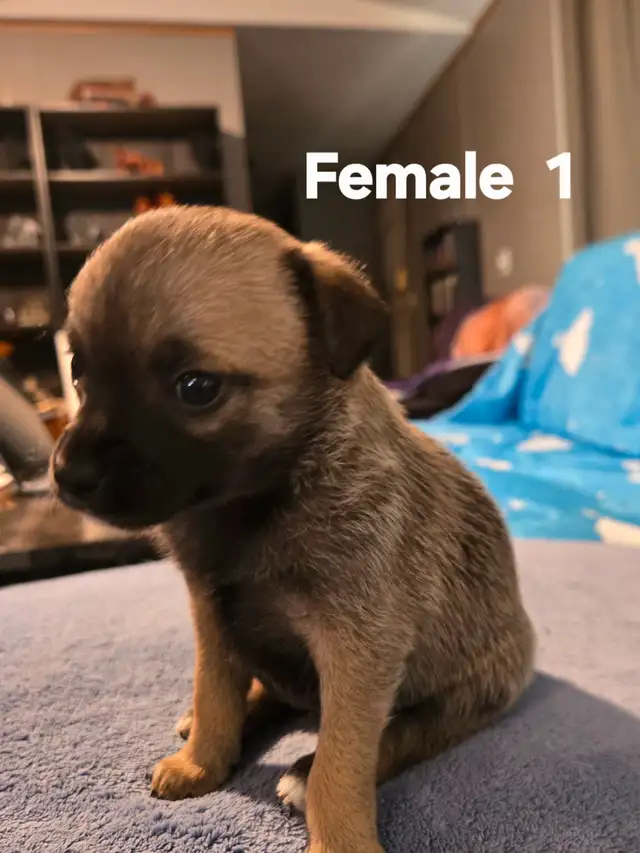 Chihuahua Puppies for Sale/Rehoming