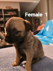 Chihuahua Puppies for Sale/Rehoming