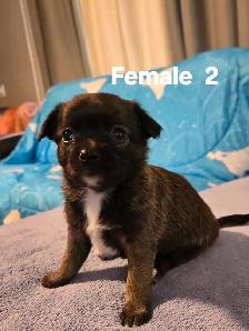 Chihuahua Puppies for Sale/Rehoming - Photo 2