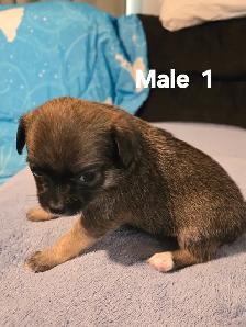 Chihuahua Puppies for Sale/Rehoming - Photo 3