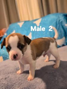 Chihuahua Puppies for Sale/Rehoming - Photo 4