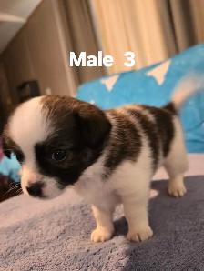 Chihuahua Puppies for Sale/Rehoming - Photo 5