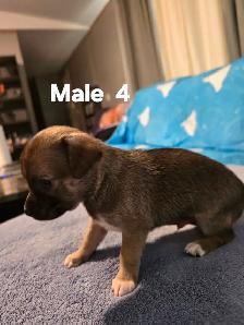 Chihuahua Puppies for Sale/Rehoming - Photo 6
