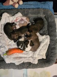 Chihuahua Puppies for Sale/Rehoming - Photo 7