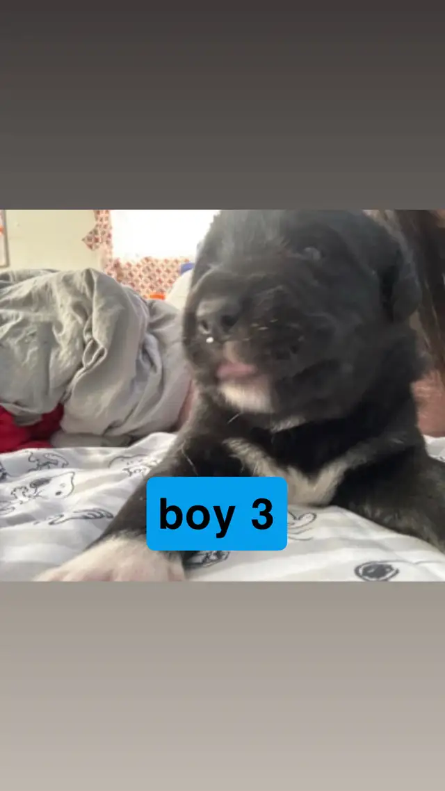 Lab x Aussie/border collie mix