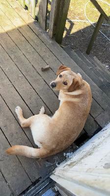 Lab x Aussie/border collie mix - Photo 2