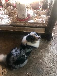 Lab x Aussie/border collie mix - Photo 3