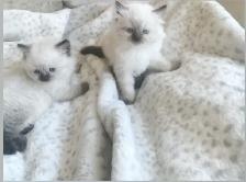 GORGEOUS BABY WHITEMITTED & CHOCOLATEPOINT RAGDOLLS!! - Photo 5