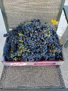 free concord grapes - Photo 2