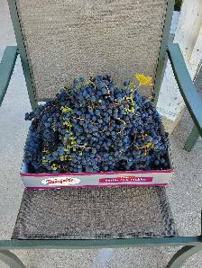 free concord grapes - Photo 3