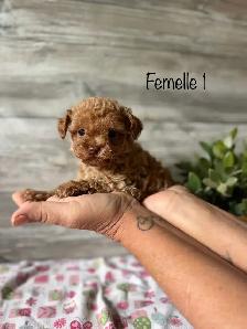chiots caniche toy a reserver