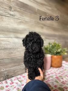chiots caniche toy a reserver - Photo 2
