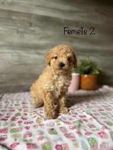chiots caniche toy a reserver - Photo 3
