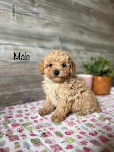 chiots caniche toy a reserver - Photo 4