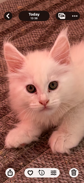 Purebred MainCoons kittens and retiree cat