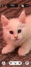 Purebred MainCoons kittens and retiree cat