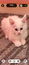 Purebred MainCoons kittens and retiree cat - Photo 2