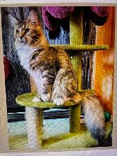 Purebred MainCoons kittens and retiree cat - Photo 3