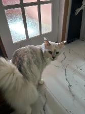 Purebred MainCoons kittens and retiree cat - Photo 4