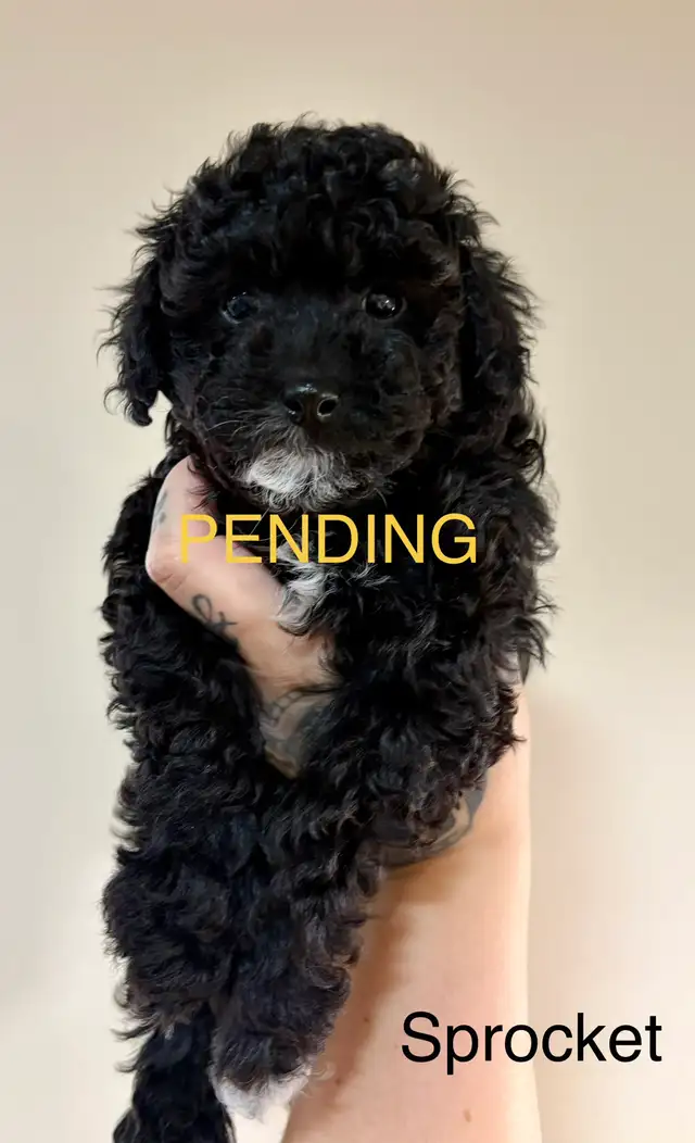 Tiny Toy Poodles- Under 3lbs-CLEAN BILL OF HEALTH- BOTH PENDING