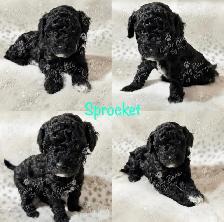 Tiny Toy Poodles- Under 3lbs-CLEAN BILL OF HEALTH- BOTH PENDING - Photo 2