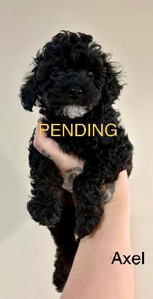 Tiny Toy Poodles- Under 3lbs-CLEAN BILL OF HEALTH- BOTH PENDING - Photo 3