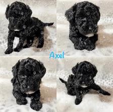 Tiny Toy Poodles- Under 3lbs-CLEAN BILL OF HEALTH- BOTH PENDING - Photo 4