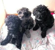 Tiny Toy Poodles- Under 3lbs-CLEAN BILL OF HEALTH- BOTH PENDING - Photo 5