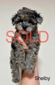 Tiny Toy Poodles- Under 3lbs-CLEAN BILL OF HEALTH- BOTH PENDING - Photo 6