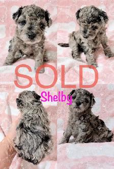 Tiny Toy Poodles- Under 3lbs-CLEAN BILL OF HEALTH- BOTH PENDING - Photo 7