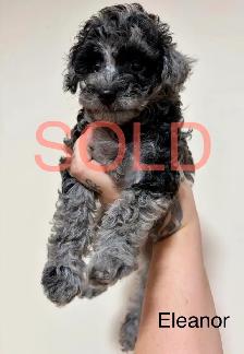 Tiny Toy Poodles- Under 3lbs-CLEAN BILL OF HEALTH- BOTH PENDING - Photo 8