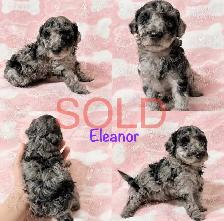 Tiny Toy Poodles- Under 3lbs-CLEAN BILL OF HEALTH- BOTH PENDING - Photo 9