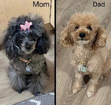 Tiny Toy Poodles- Under 3lbs-CLEAN BILL OF HEALTH- BOTH PENDING - Photo 10