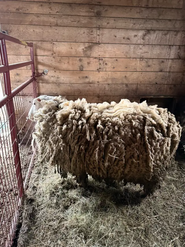 Ram Sheep