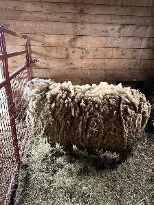 Ram Sheep