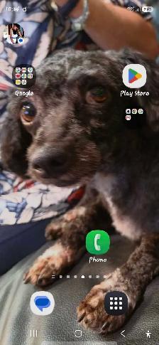 WANTED-SMALL DOG FREE!