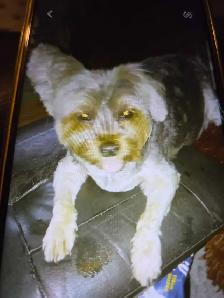 WANTED-SMALL DOG FREE! - Photo 2