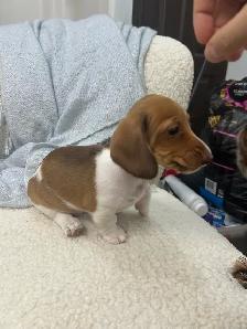 Chiot TECKEL MINIATURE DACHSHUND puppies
