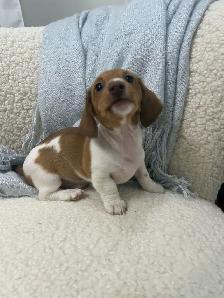 Chiot TECKEL MINIATURE DACHSHUND puppies - Photo 2