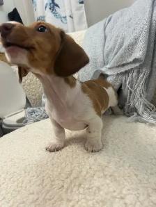 Chiot TECKEL MINIATURE DACHSHUND puppies - Photo 3