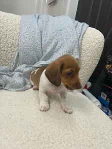 Chiot TECKEL MINIATURE DACHSHUND puppies - Photo 4