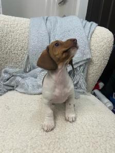 Chiot TECKEL MINIATURE DACHSHUND puppies - Photo 5