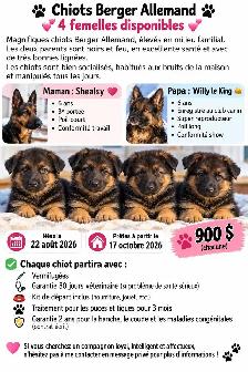 chiot berger allemand pret maintenant - Photo 2
