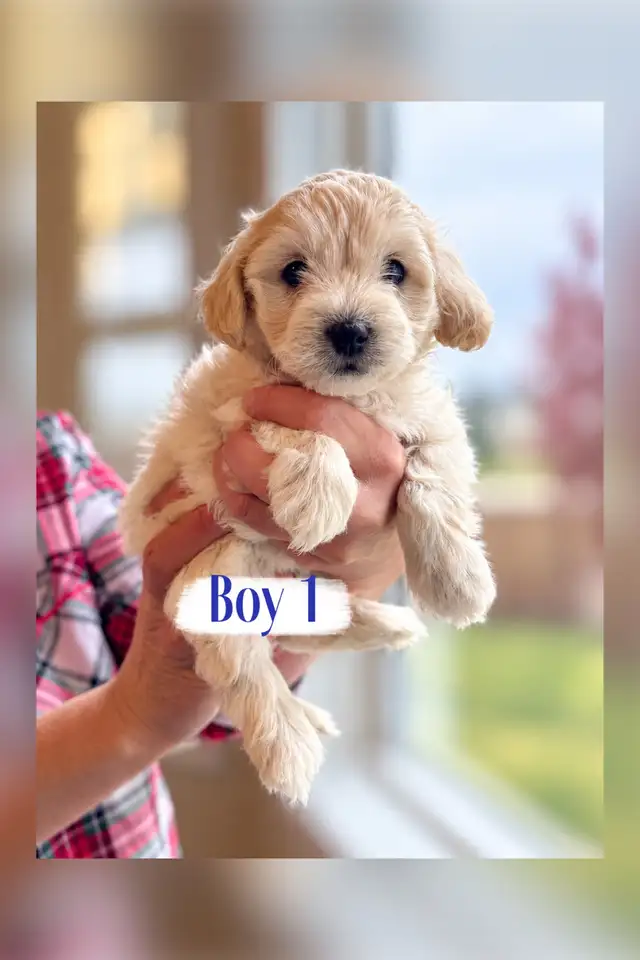 Maltipoo Puppies